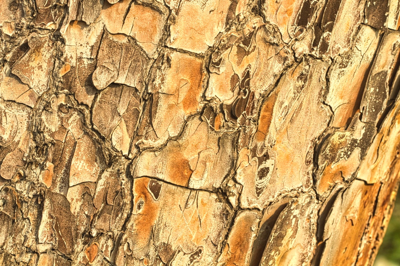5 – Bark of Pinus halepensis (Pinaceae), Israel