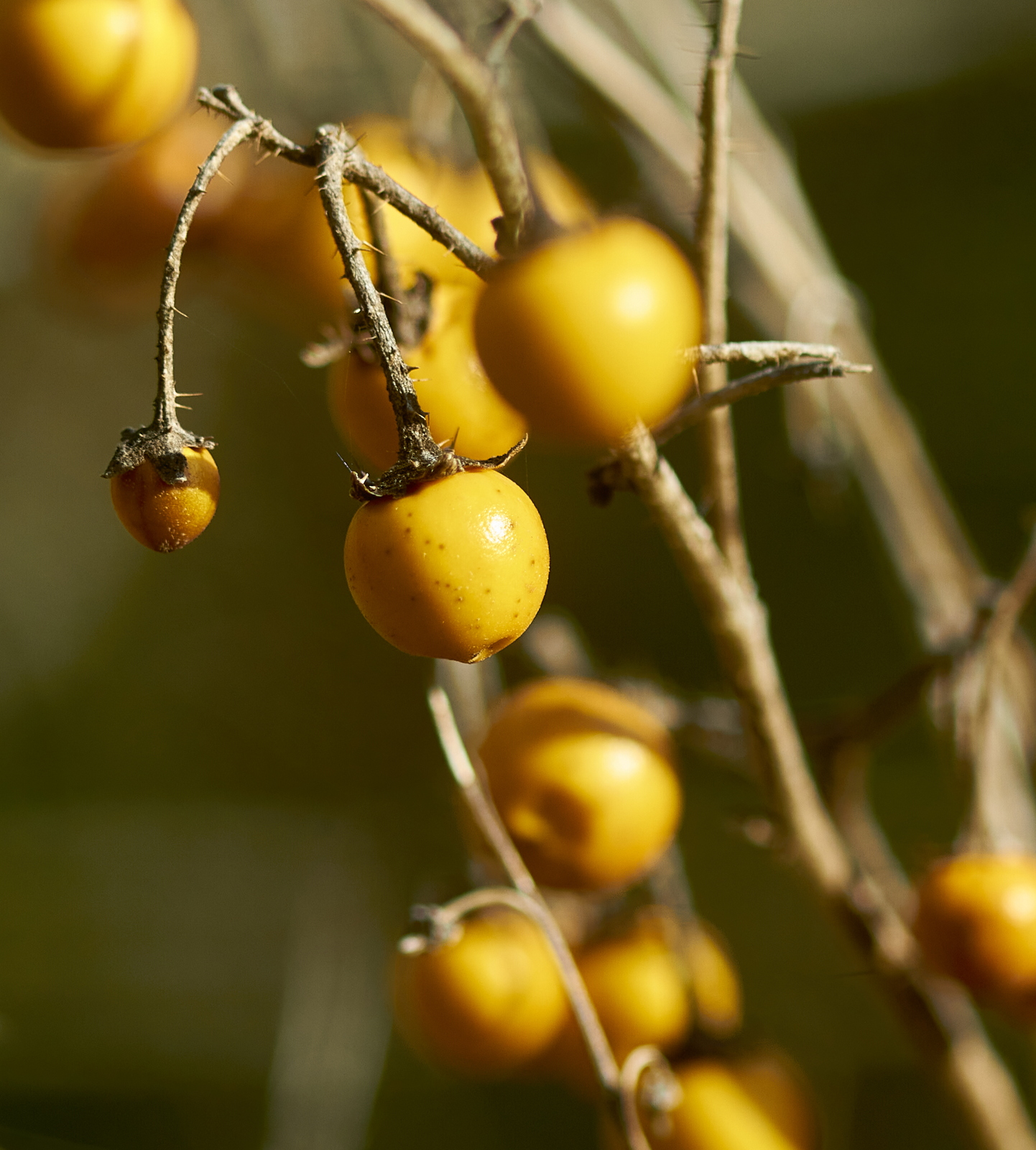 Berries of Solanum elaeagnifolium (Solanaceae)