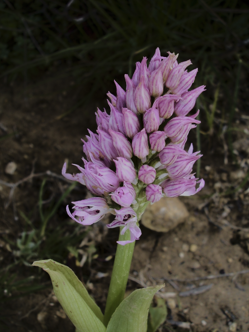12 –  Orchis tridentata_(Orchidaceae), Israel