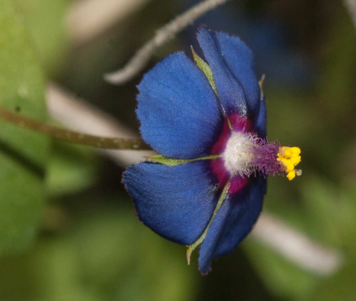 8 – Anagallis arvensis (Primulaceae), Israel 