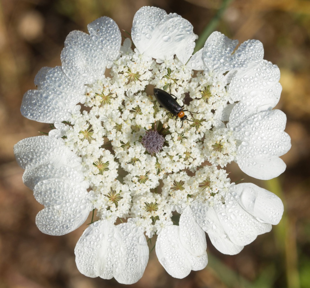 5 – Artedia squamata (Apiaceae) with Oenas laevicollis Abeille de Perrin, 1880 (Meloidae), Israel