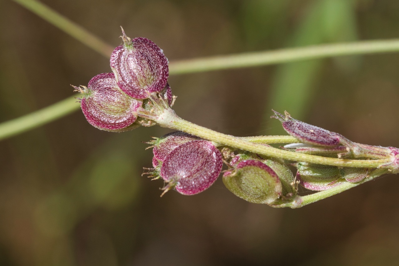 17 – Tordylium carmeli (Apiaceae), Israel