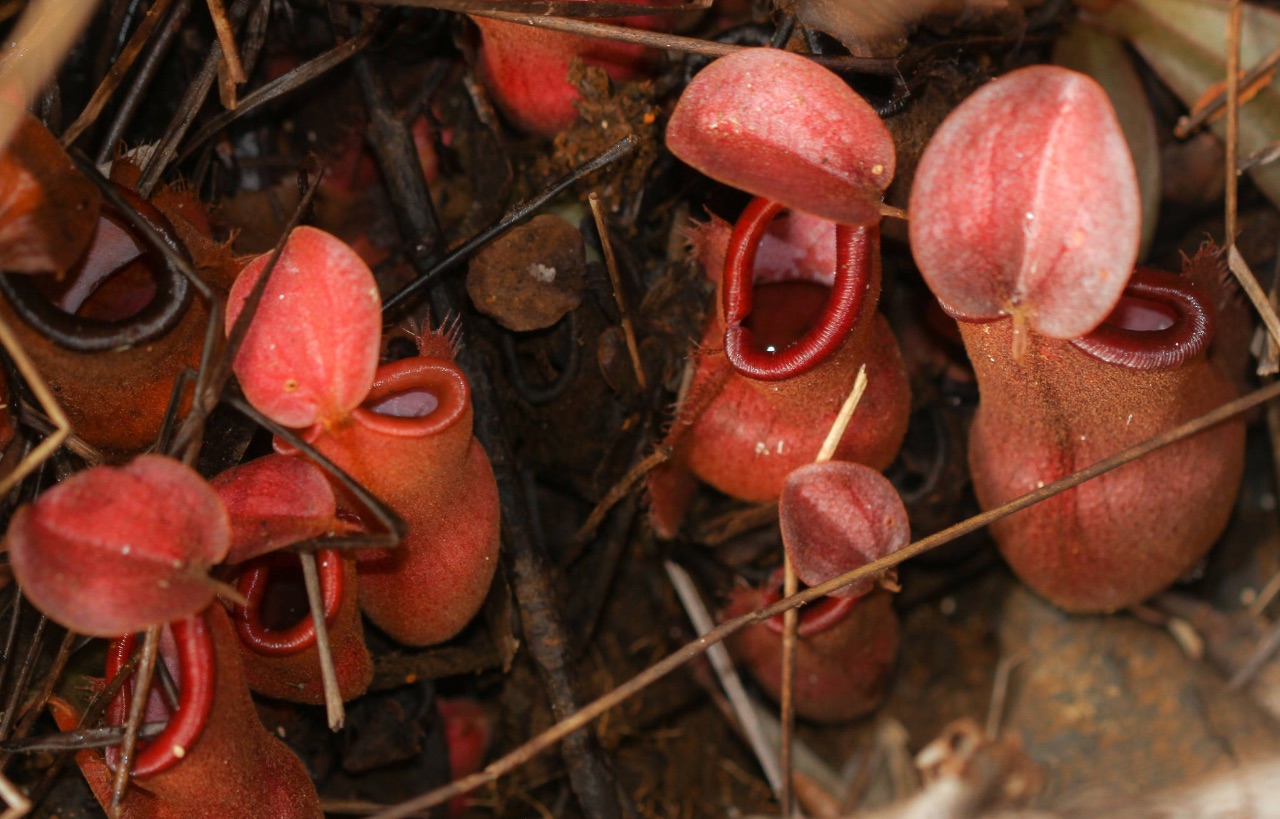 16 – Nepenthes vieillardii (Nepenthaceae), lower pitchers, New Caledonia 