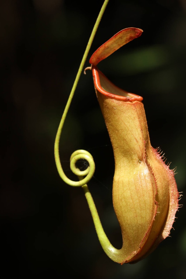 15 – Nepenthes vieillardii (Nepenthaceae), upper pitcher, New Caledonia