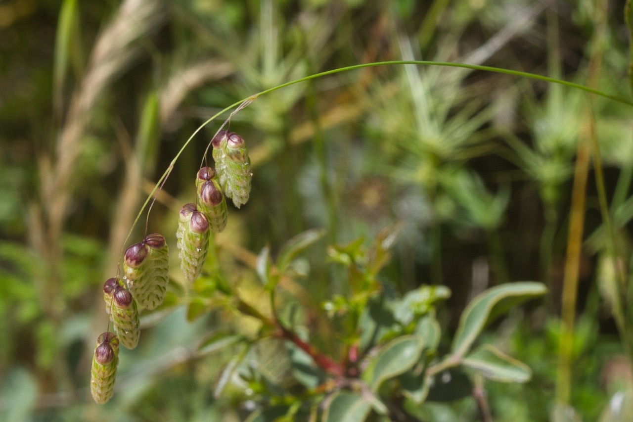 23 – Briza maxima L. (Graminea or Poaceae), Israel