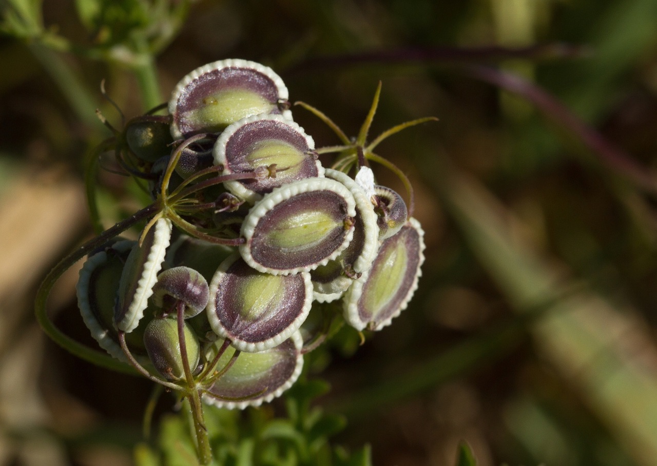 20 – Tordylium aegyptiacum (Apiaceae), Cyprus
