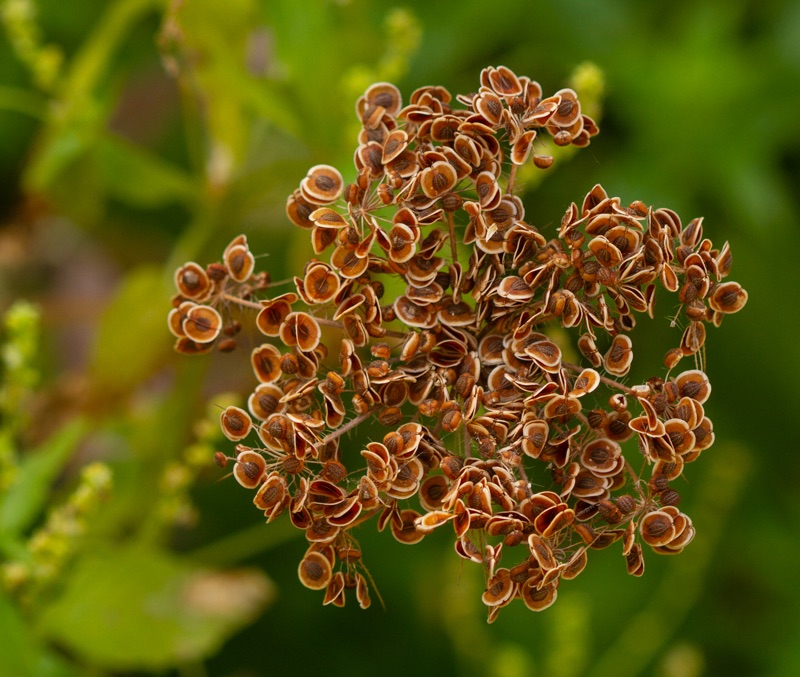 19 – Tordylium sp. (Apiaceae), Israel