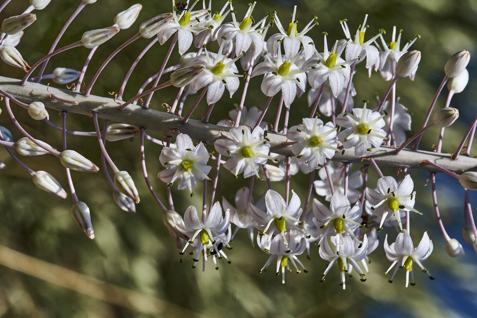 13 – Urginea maritima or Drimia maritima (Liliaceae), Israel