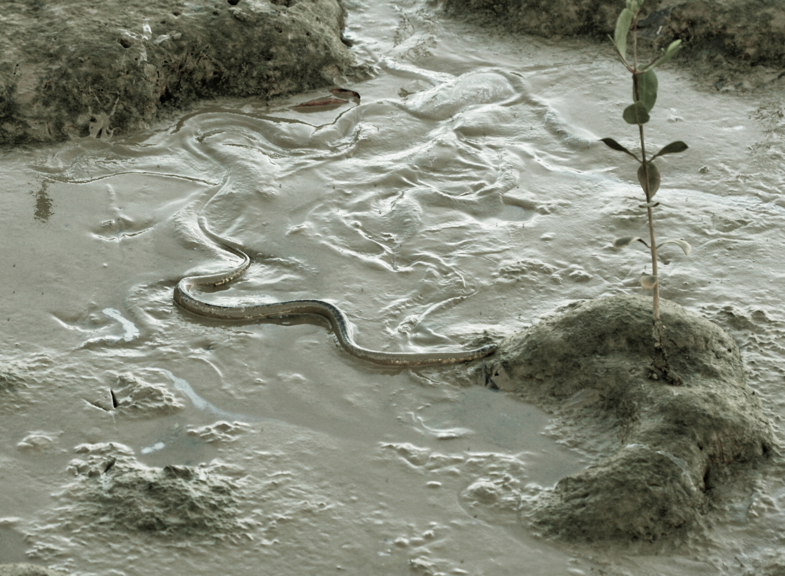 6 – Erythrolamprus cobella or mangrove snake (Dipsadidae)