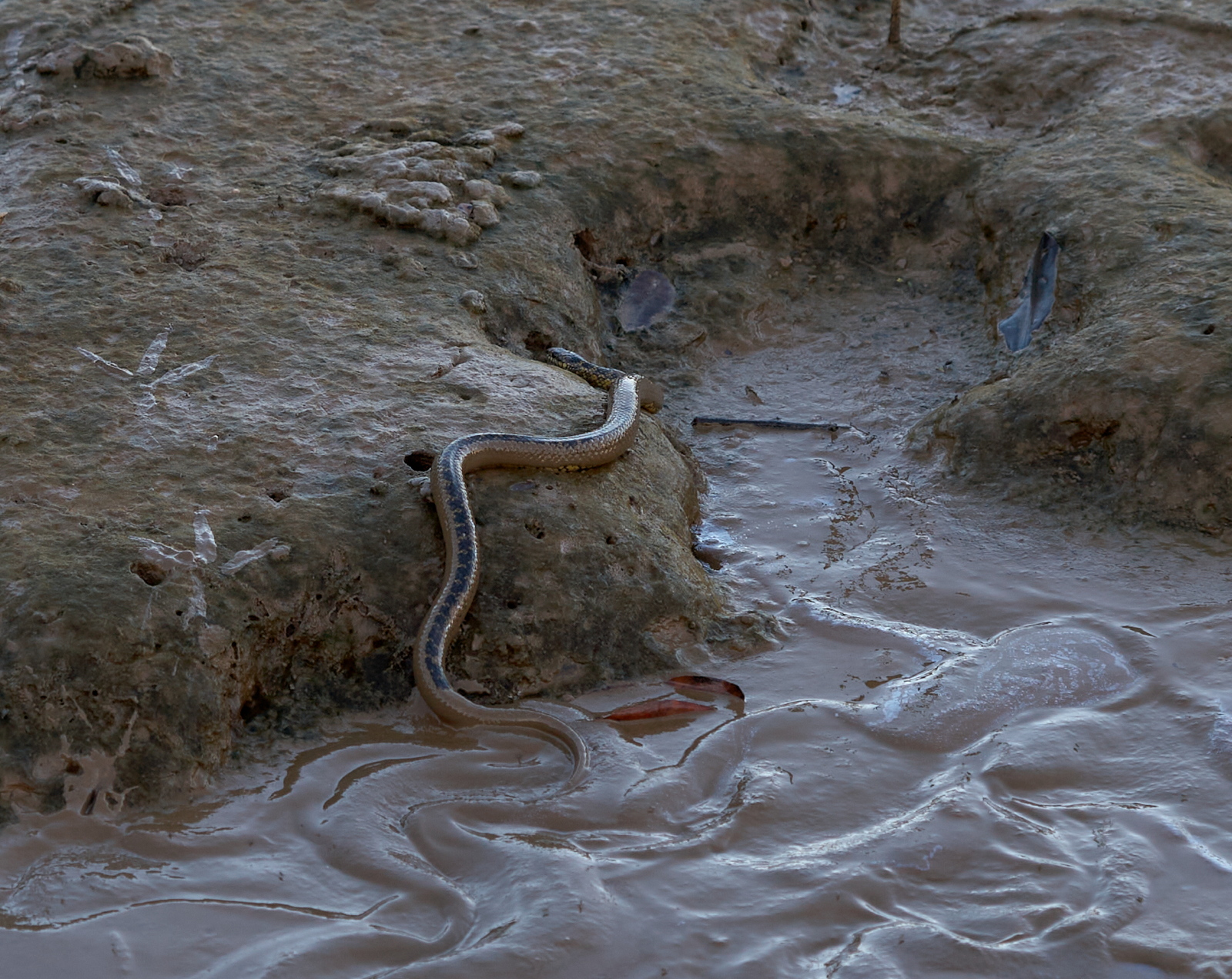 7 – Erythrolamprus cobella or mangrove snake (Dipsadidae)