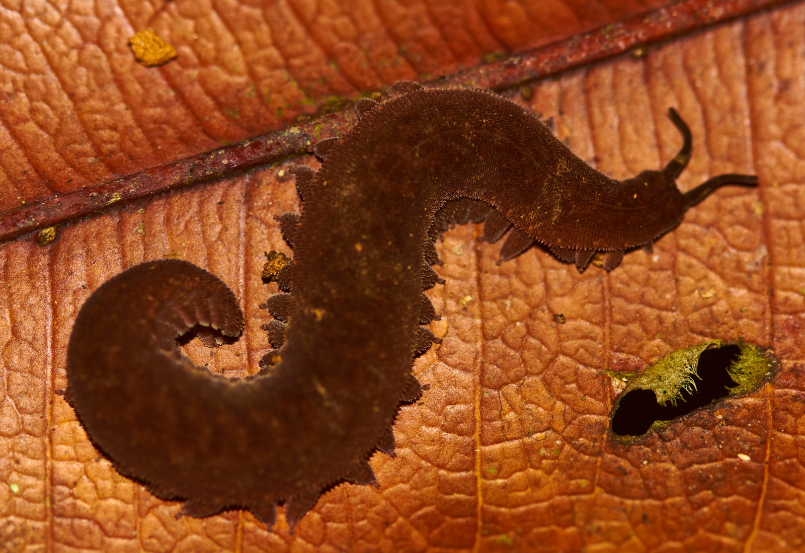 8 – Onychophora or velvet worm