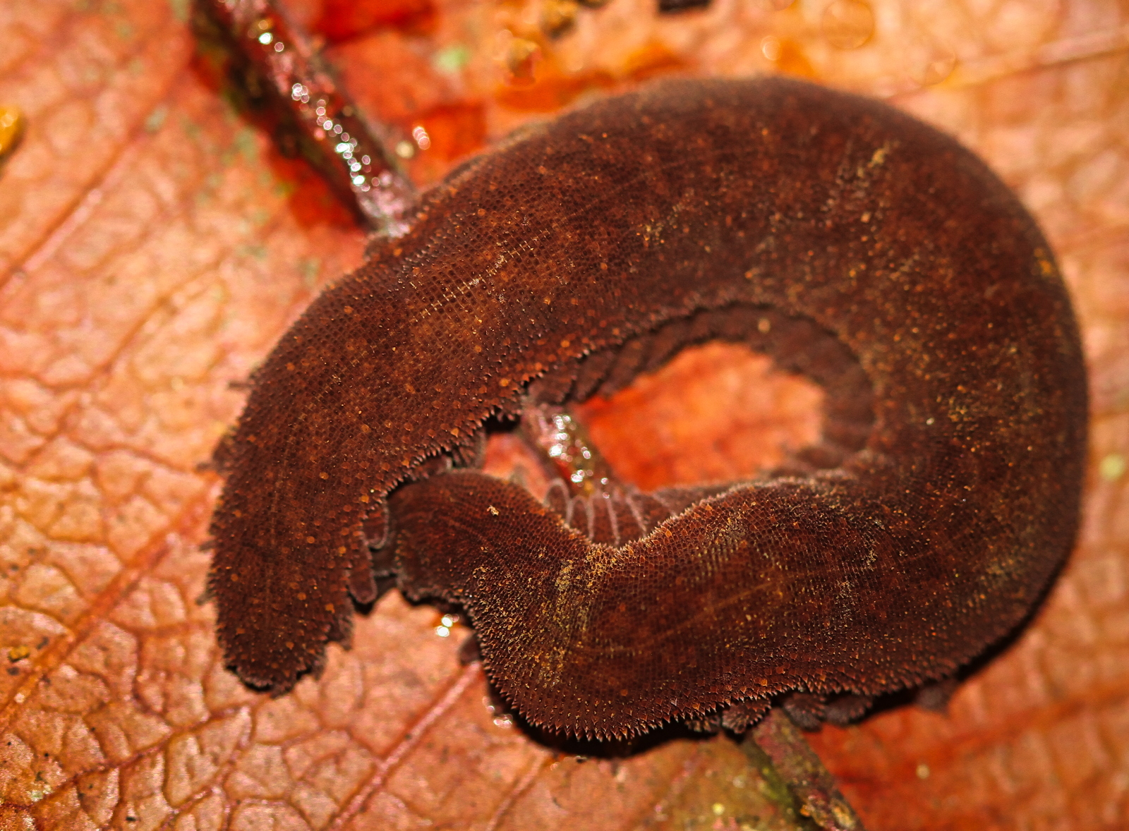 9 – Onychophora or velvet worm