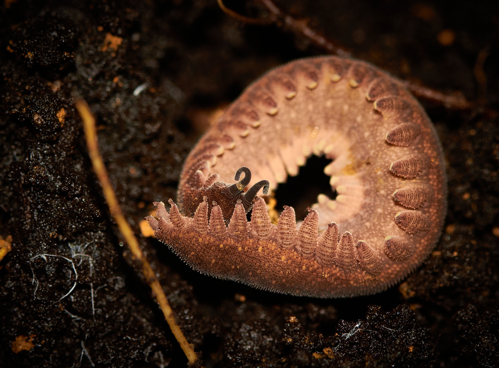 10 – Onychophora or velvet worm
