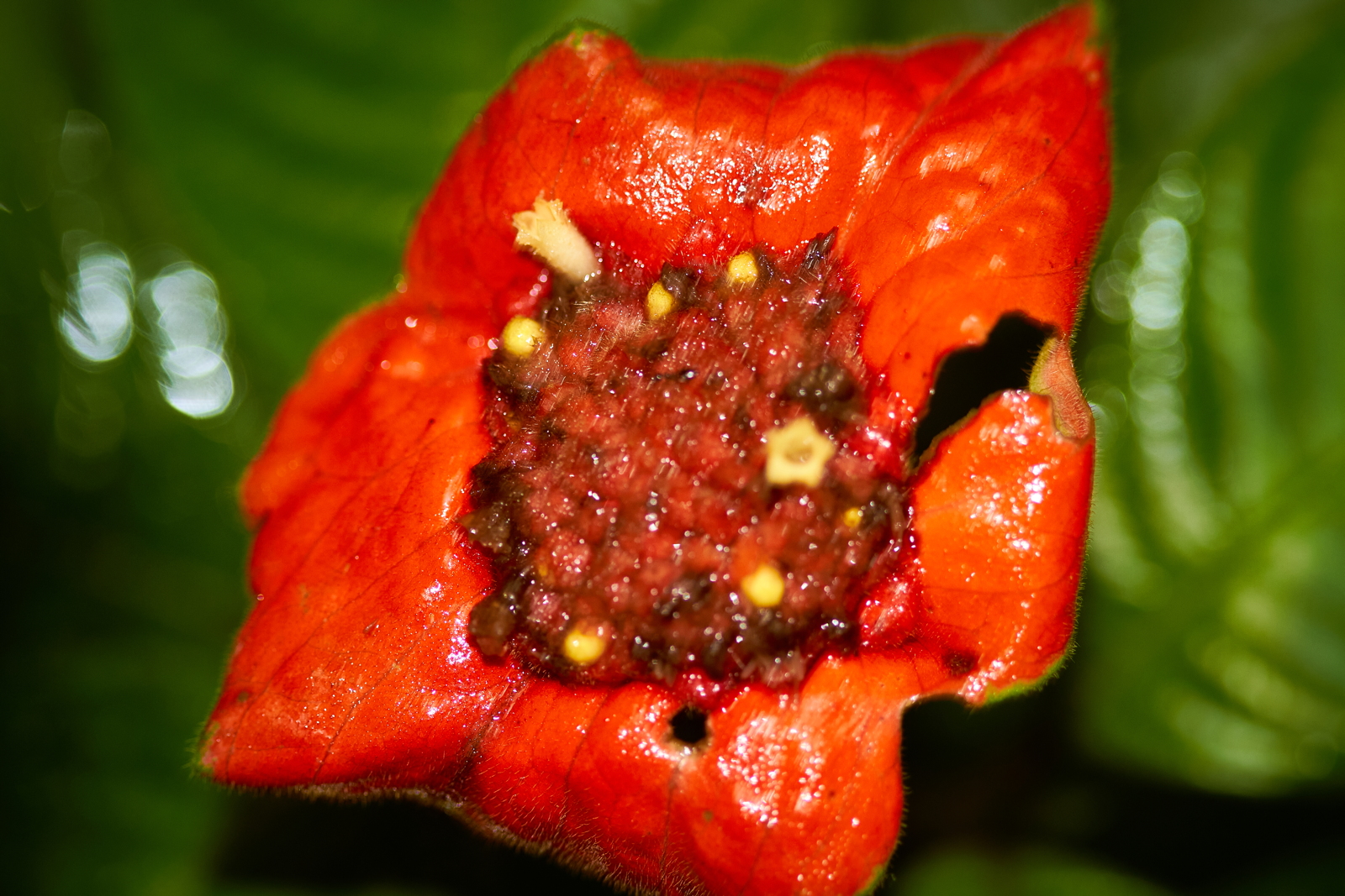 Palicourea Granville  (Rubiaceae)