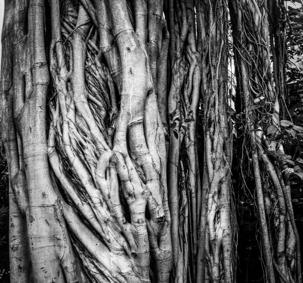 6 – Complication, Israel