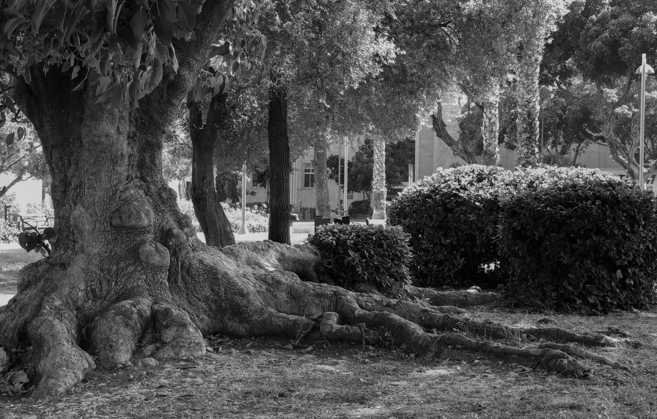 8 – Vegetal or animal? Israel