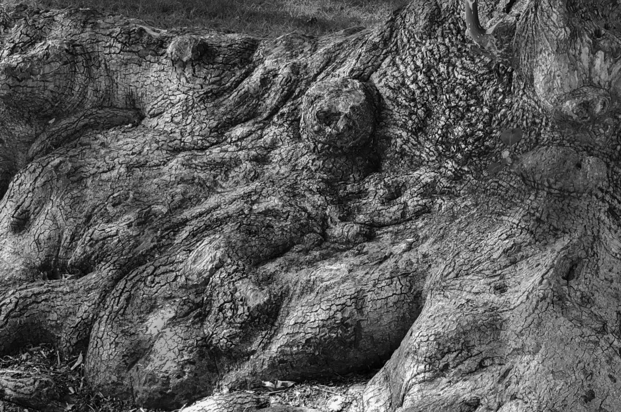 7 – Vegetal or animal? Israel