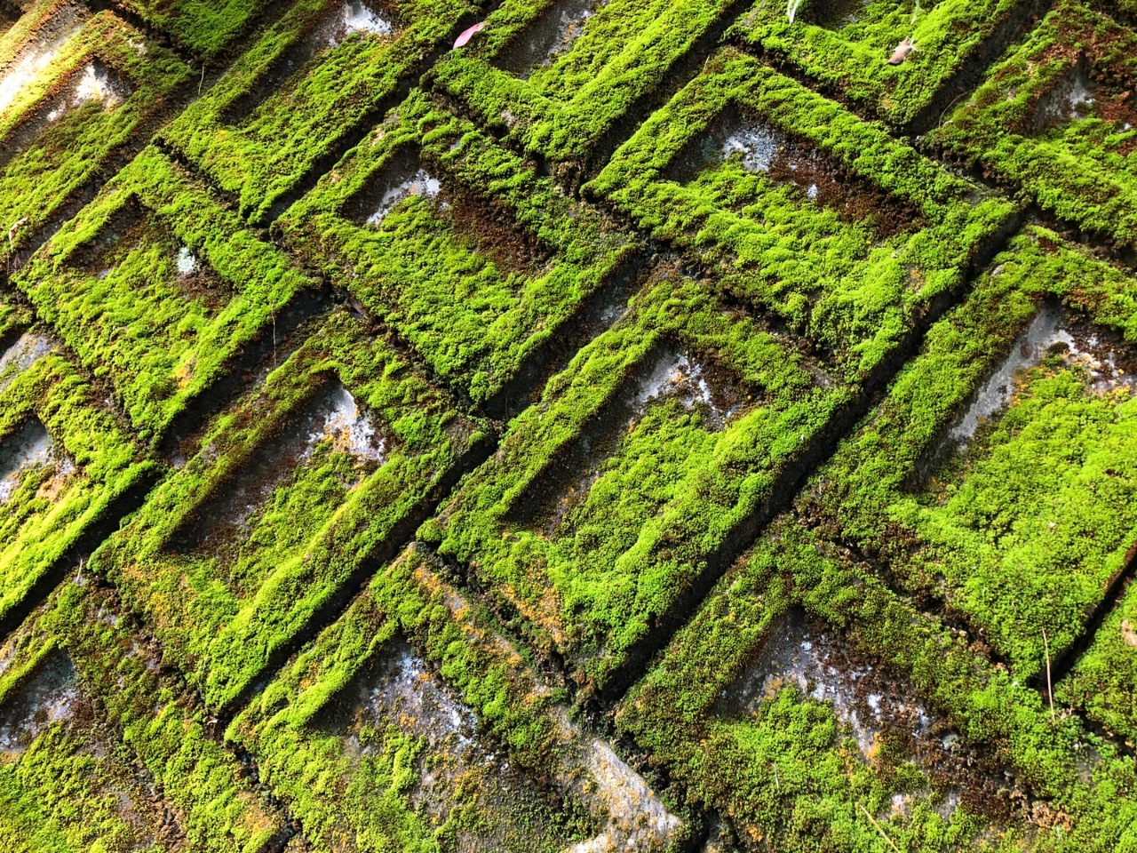 11 – Mossed wall, Japan