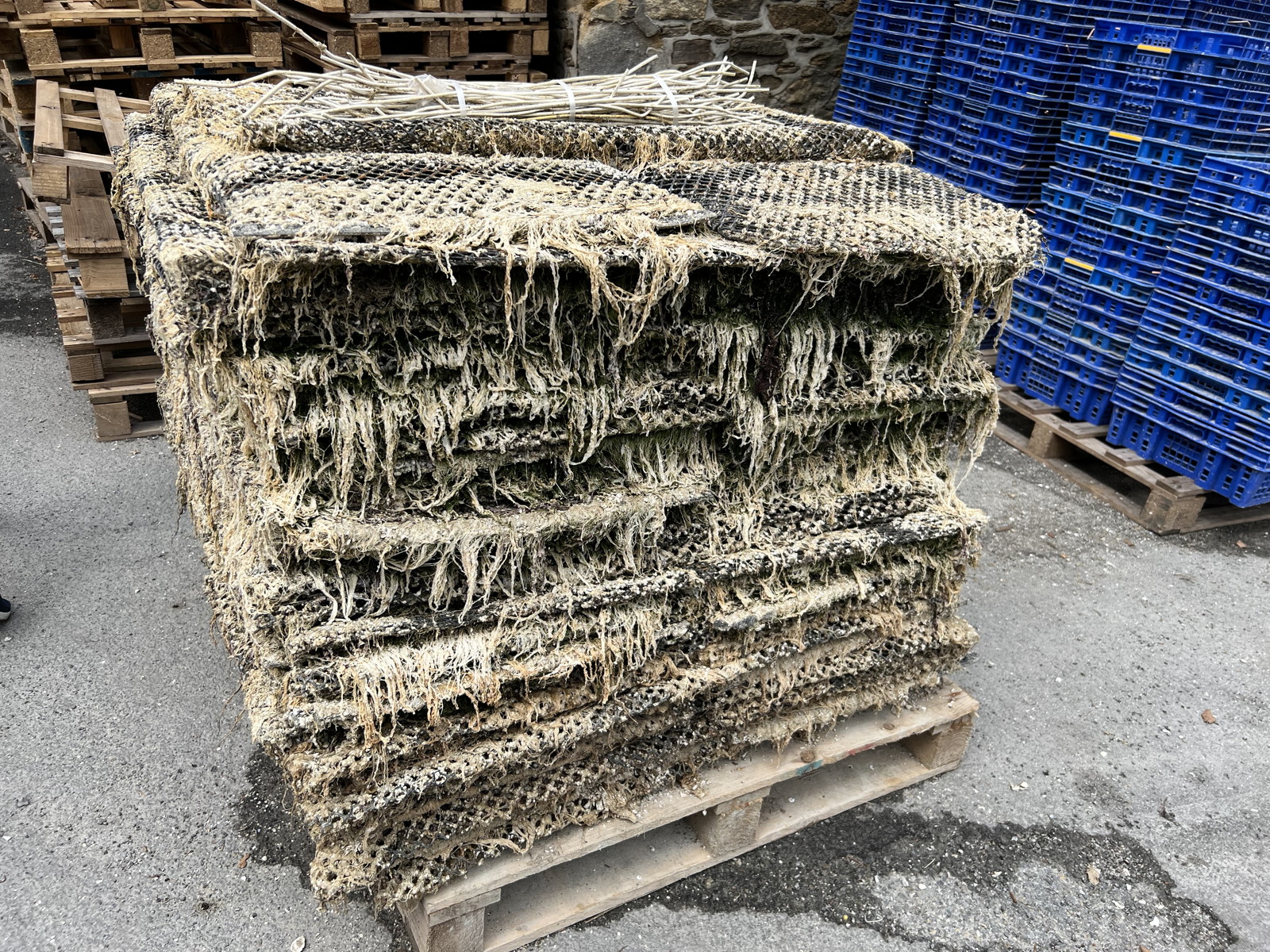 12 - Cancale, oyster bags