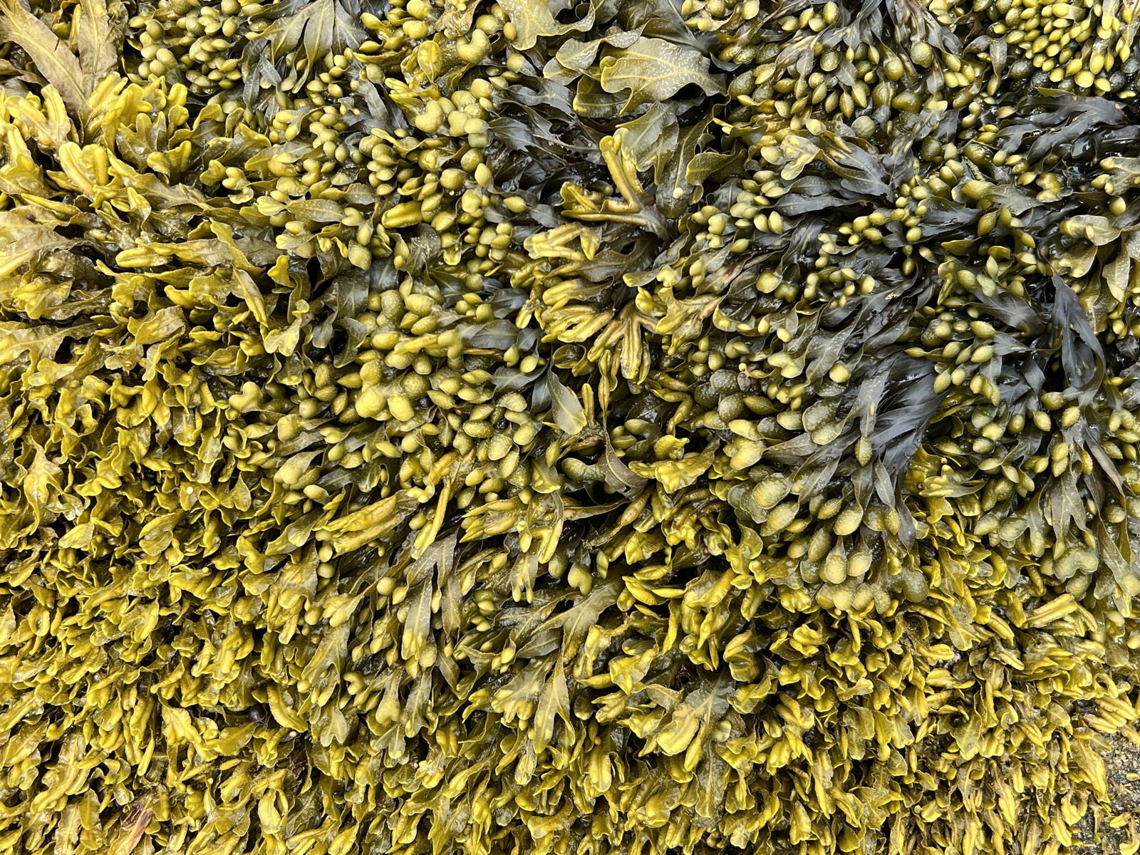 18 – Lanildut, Fucus vesiculosus