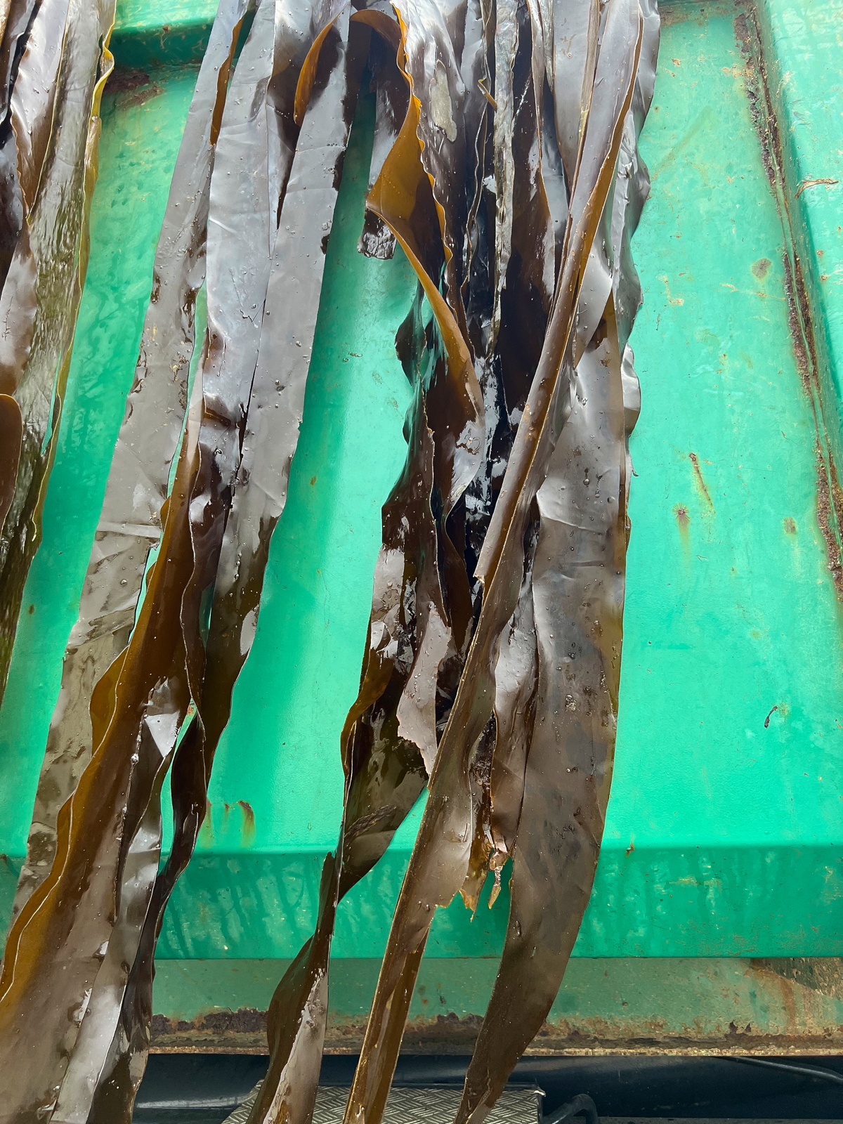 17 – Lanildut, Laminaria digitata