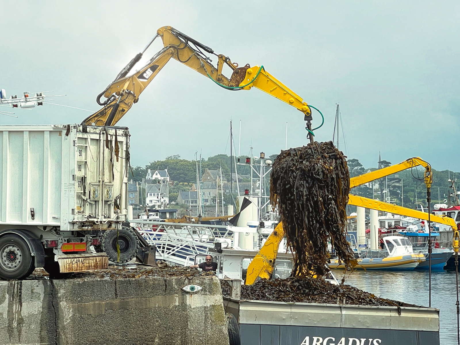 15 – Lanildut, unloading of seaweed