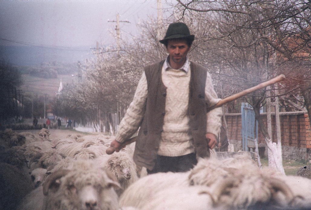 10 – Shepherd