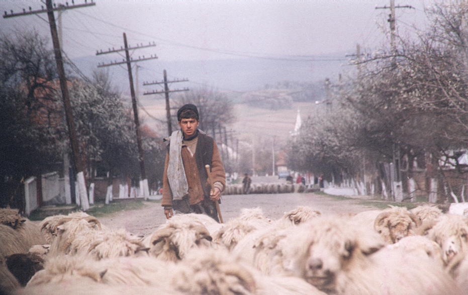 9 – Shepherd