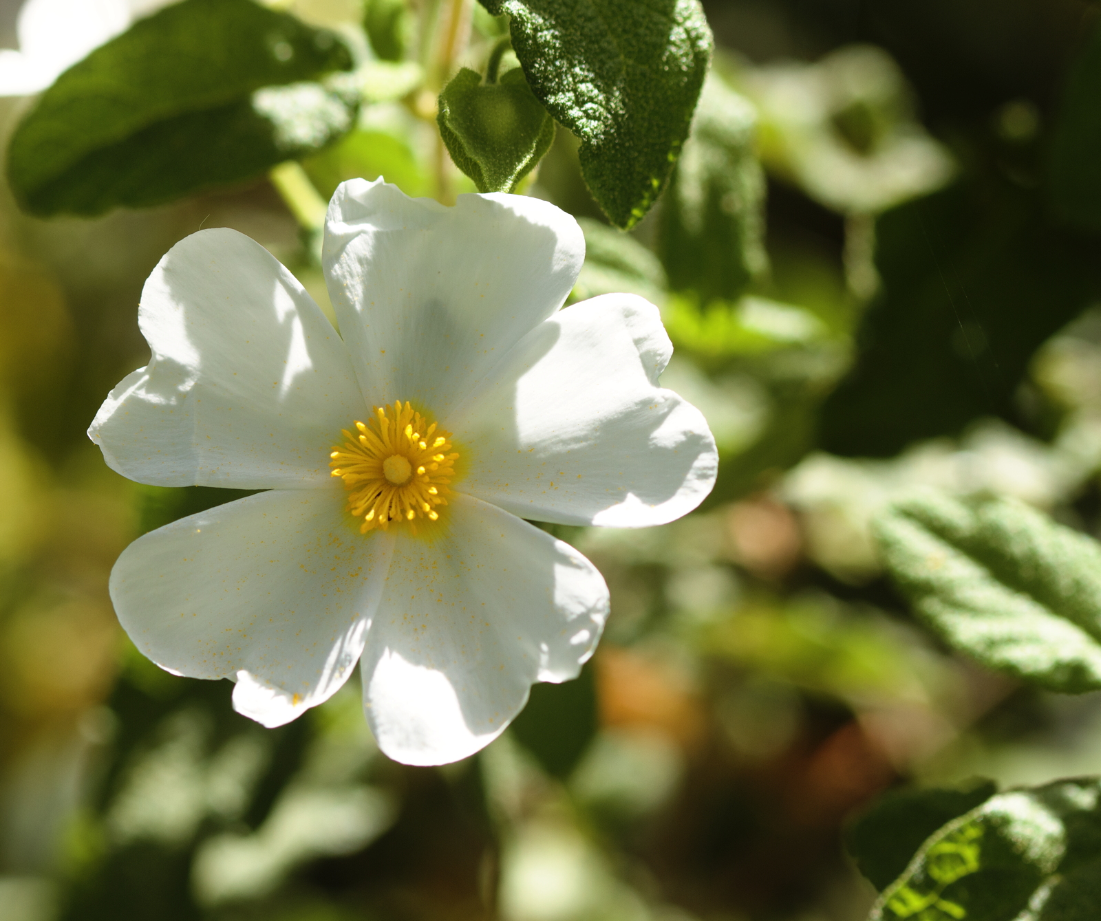 Cystus salviifolius (Cistaceae)