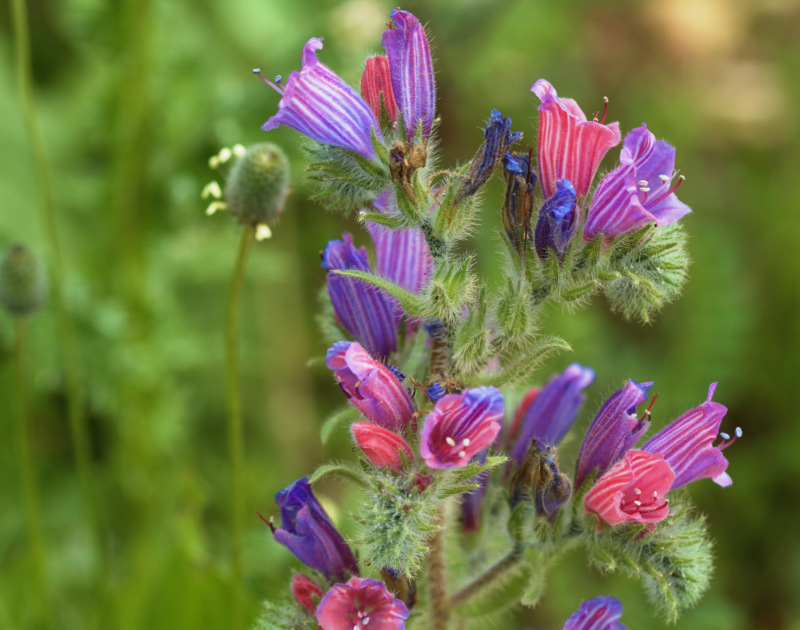 Echium judaeum (Boraginaceae)