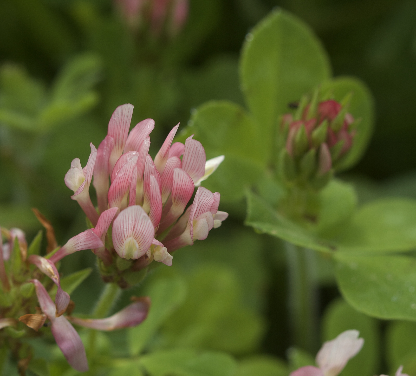 Trifolium clypeatum (Papilionaceae/Fabaceae)