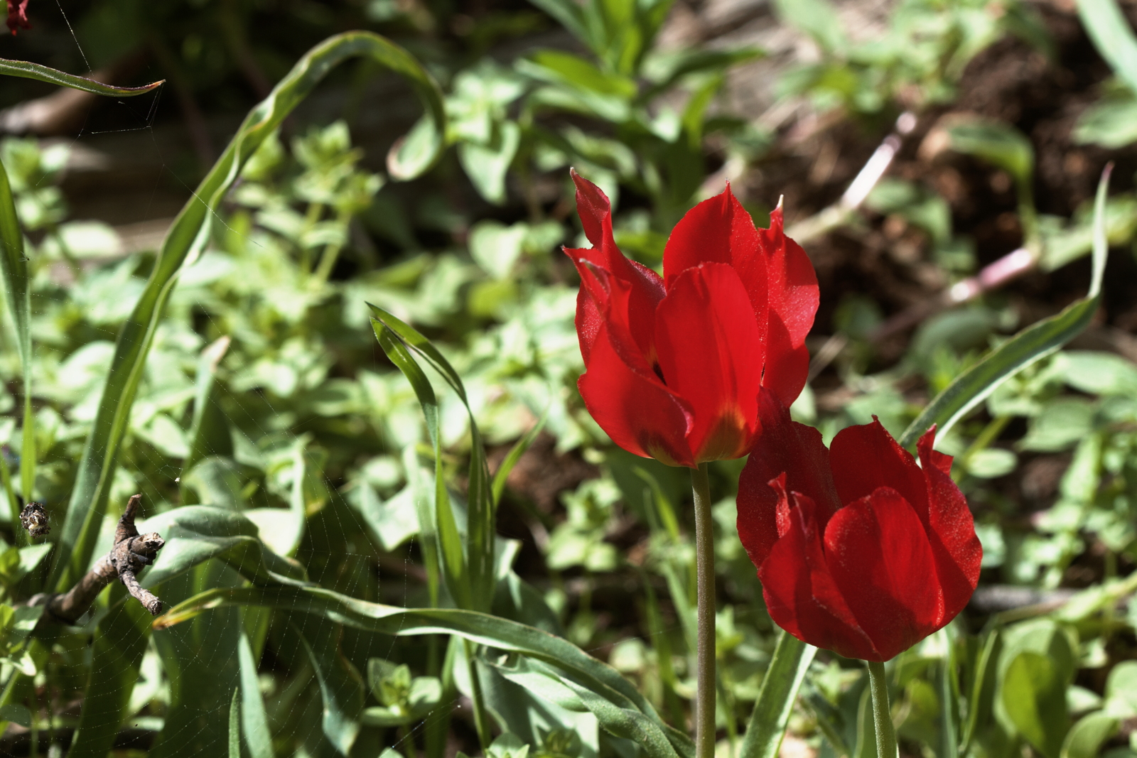 Tulipa agenensis (Liliaceae)