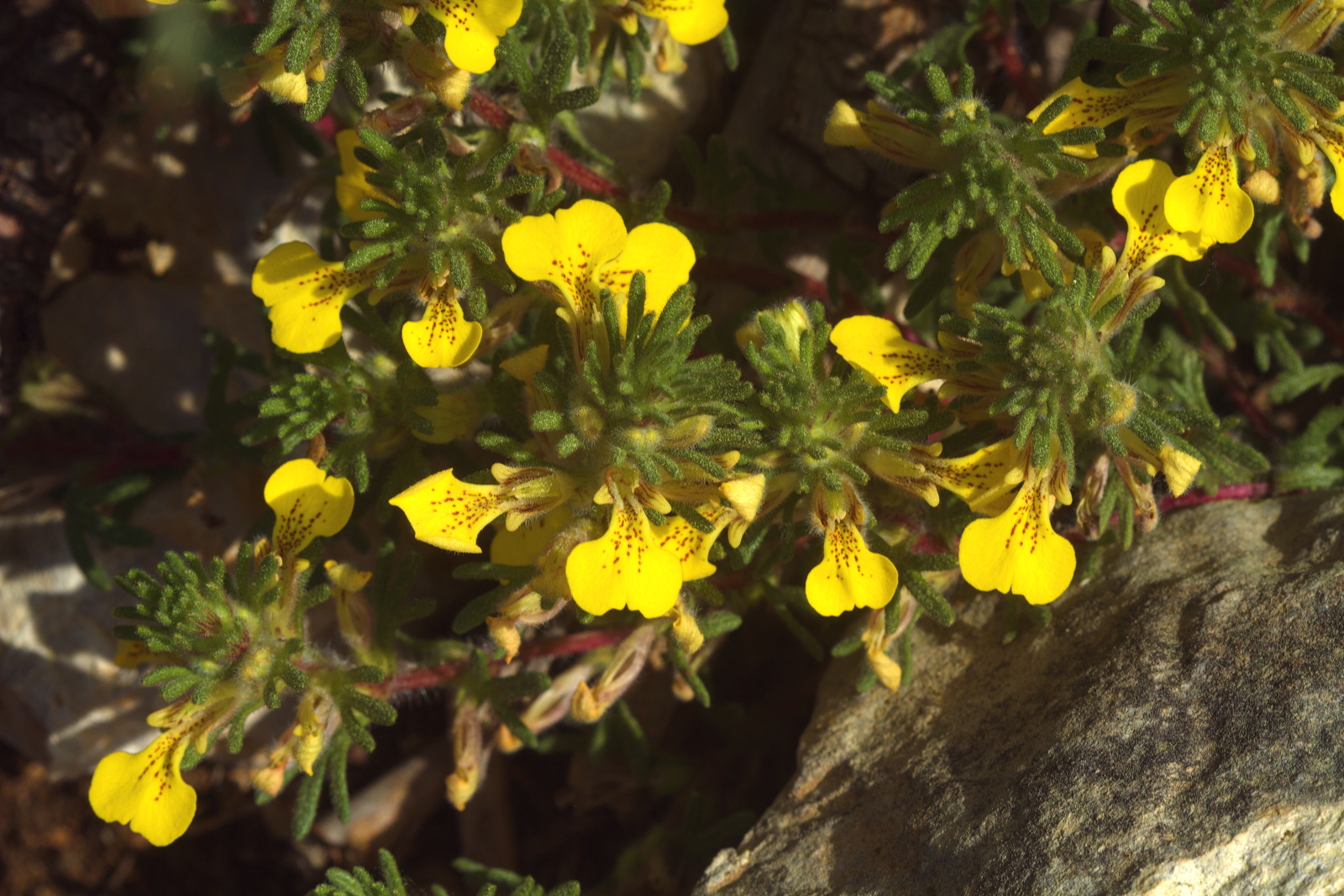 Ajuga chamaepitys (Lamiaceae)