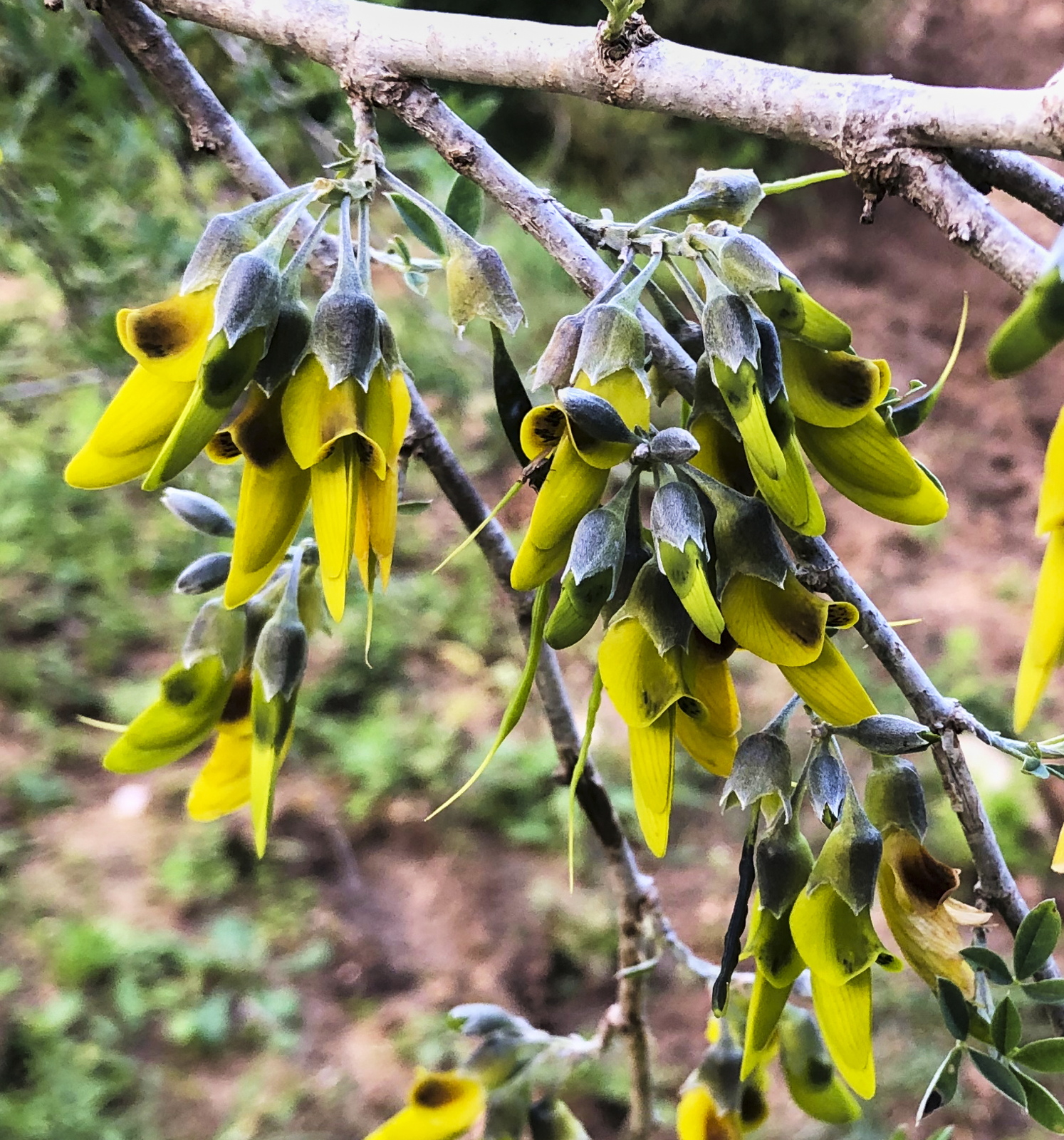 Anagyris foetida (Papilionaceae)