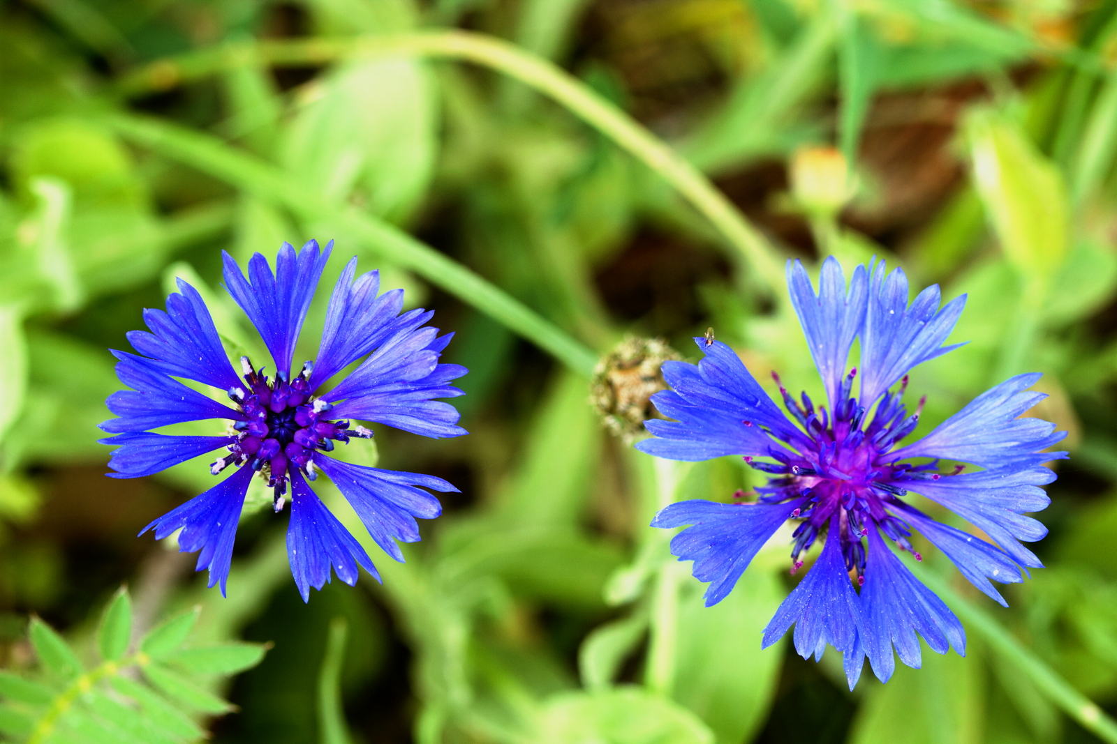 Centaurea cyanoides (Compositae/Asteraceae)