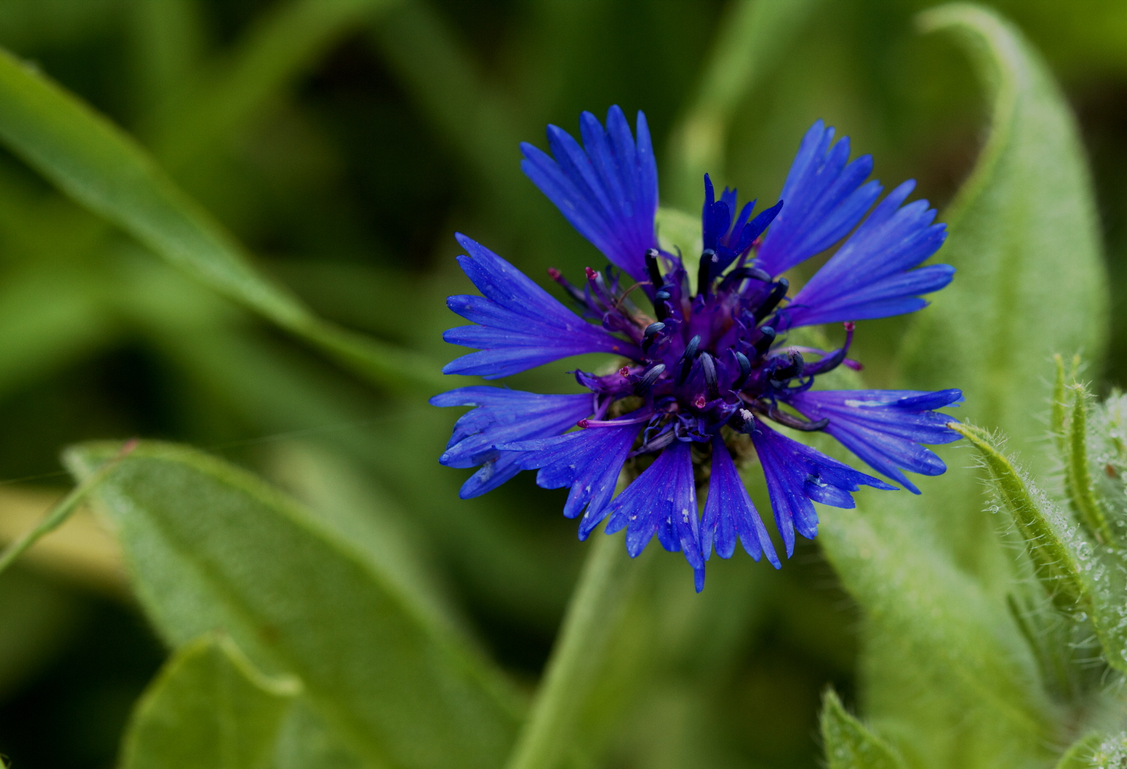 Centaurea cyanoides (Compositae/Asteraceae)