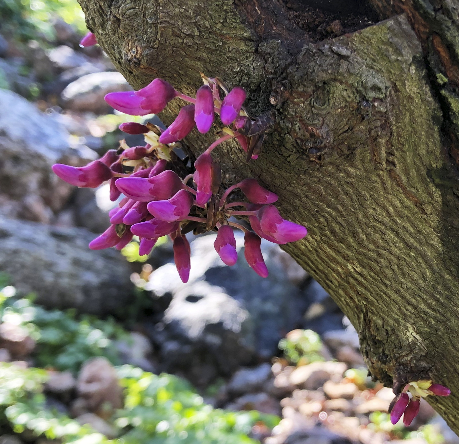 Cercis siliquastrum (Caesalpiniaceae)