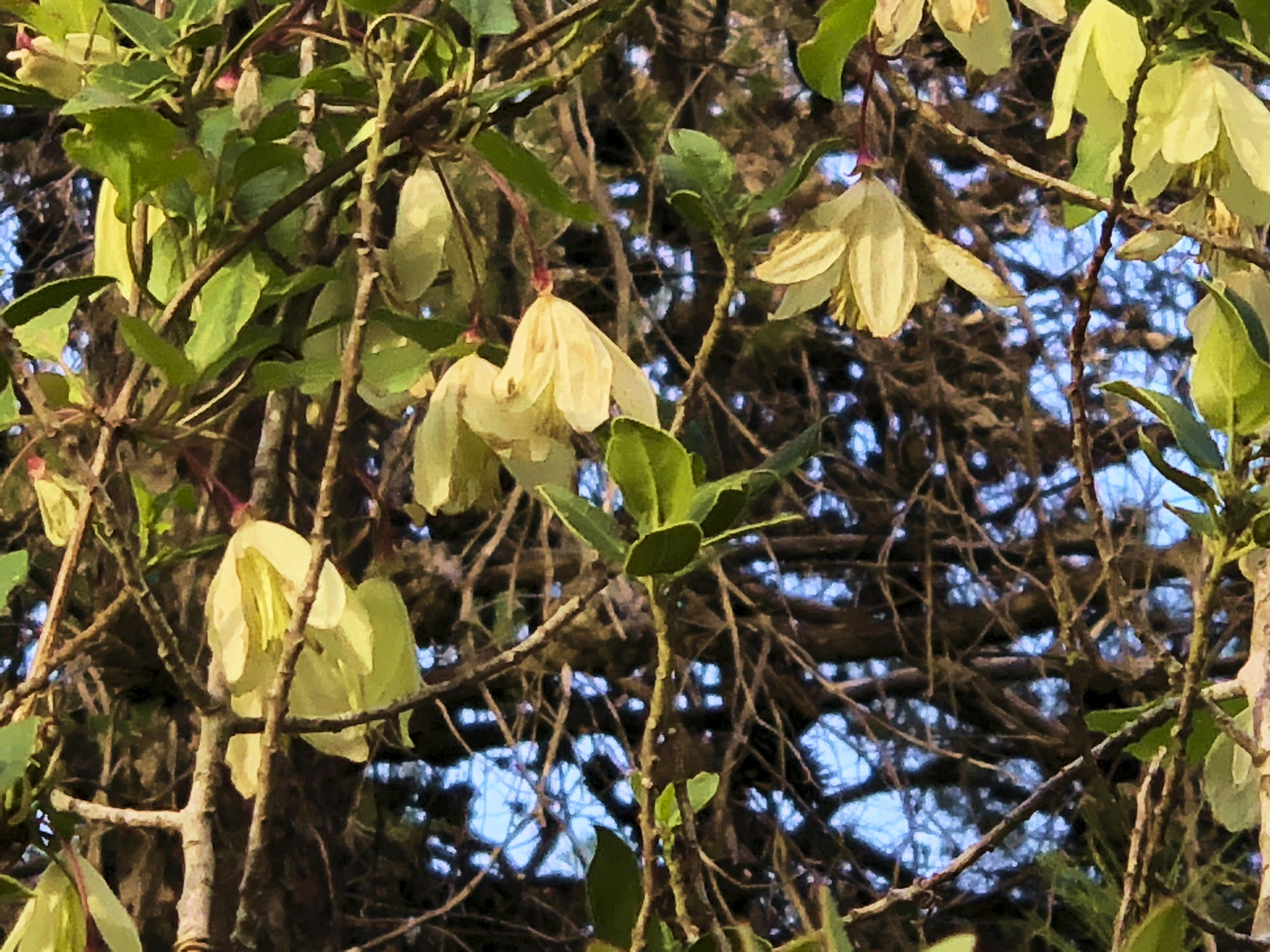 Clematis cirrhosa (Ranunculaceae)