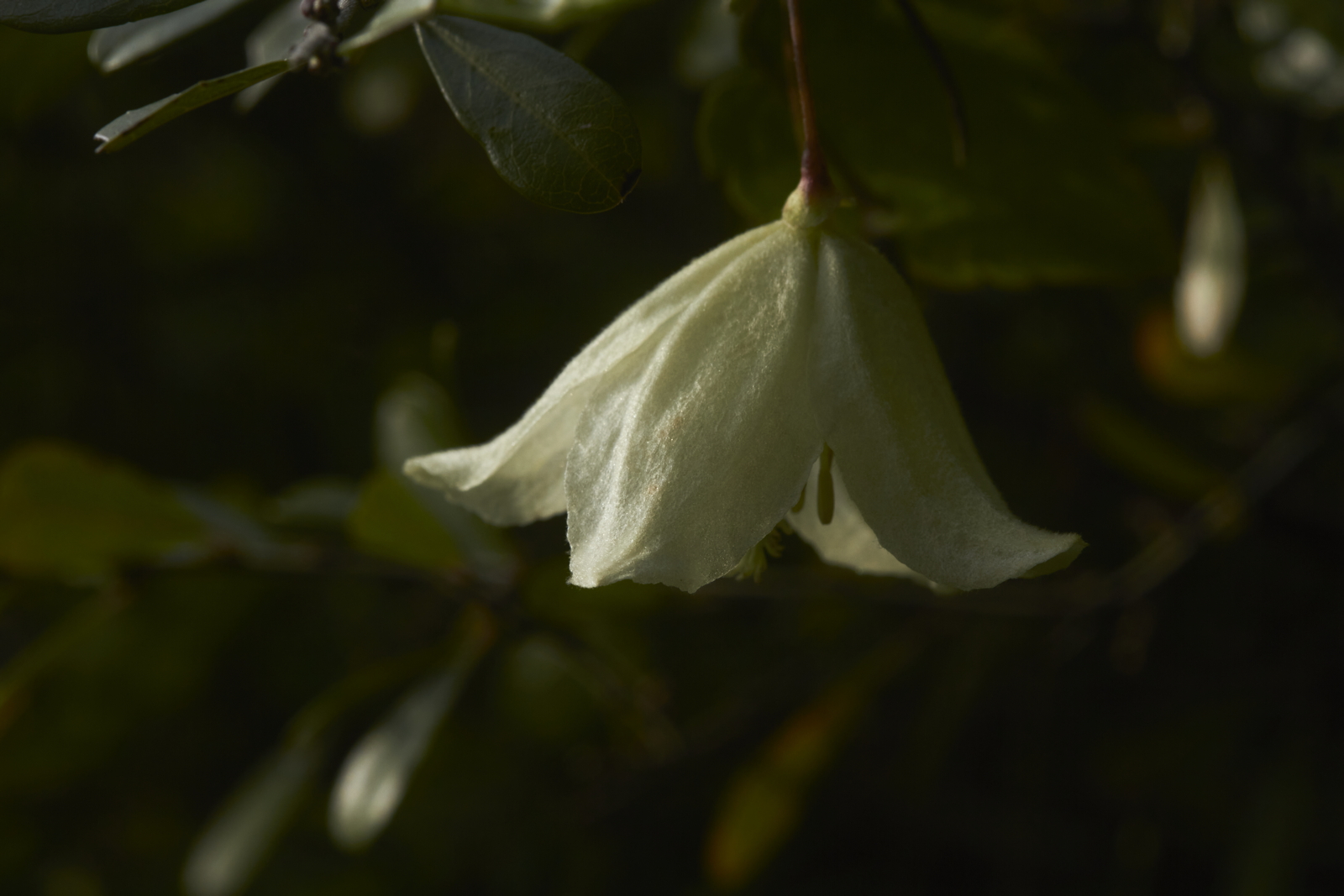Clematis cirrhosa (Ranunculaceae)