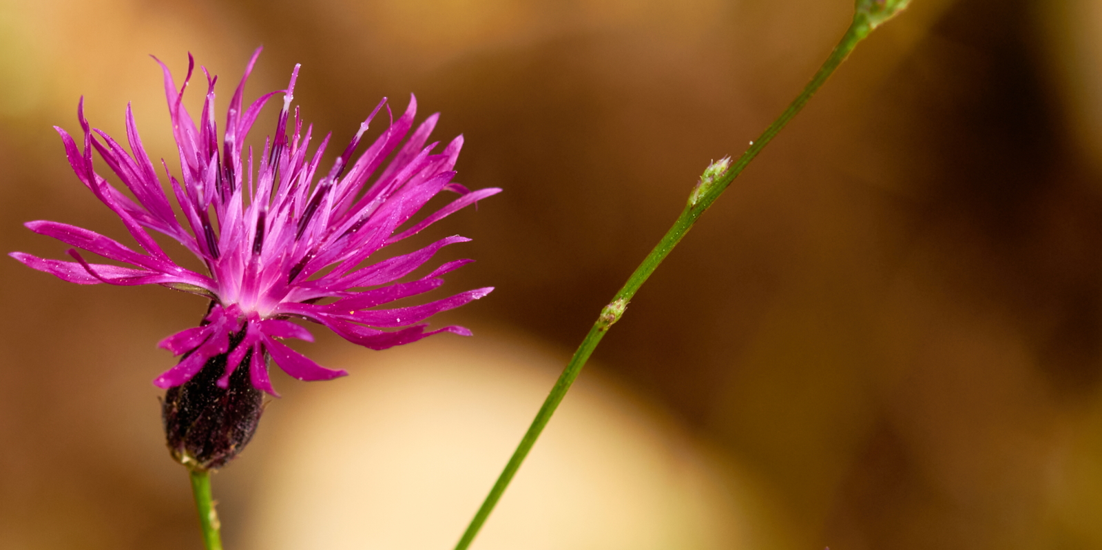 Crupina crupinastrum  (Compositae, Asteraceae)