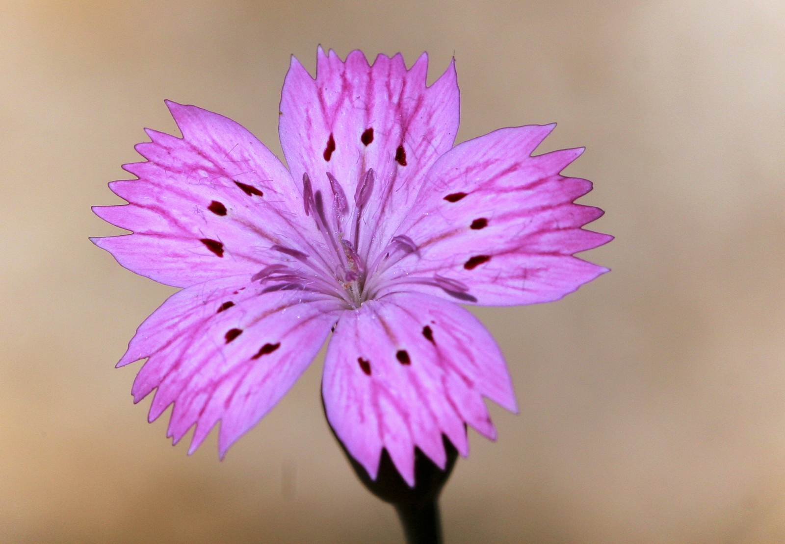 Dianthus tripunctatus (Caryophyllaceae)