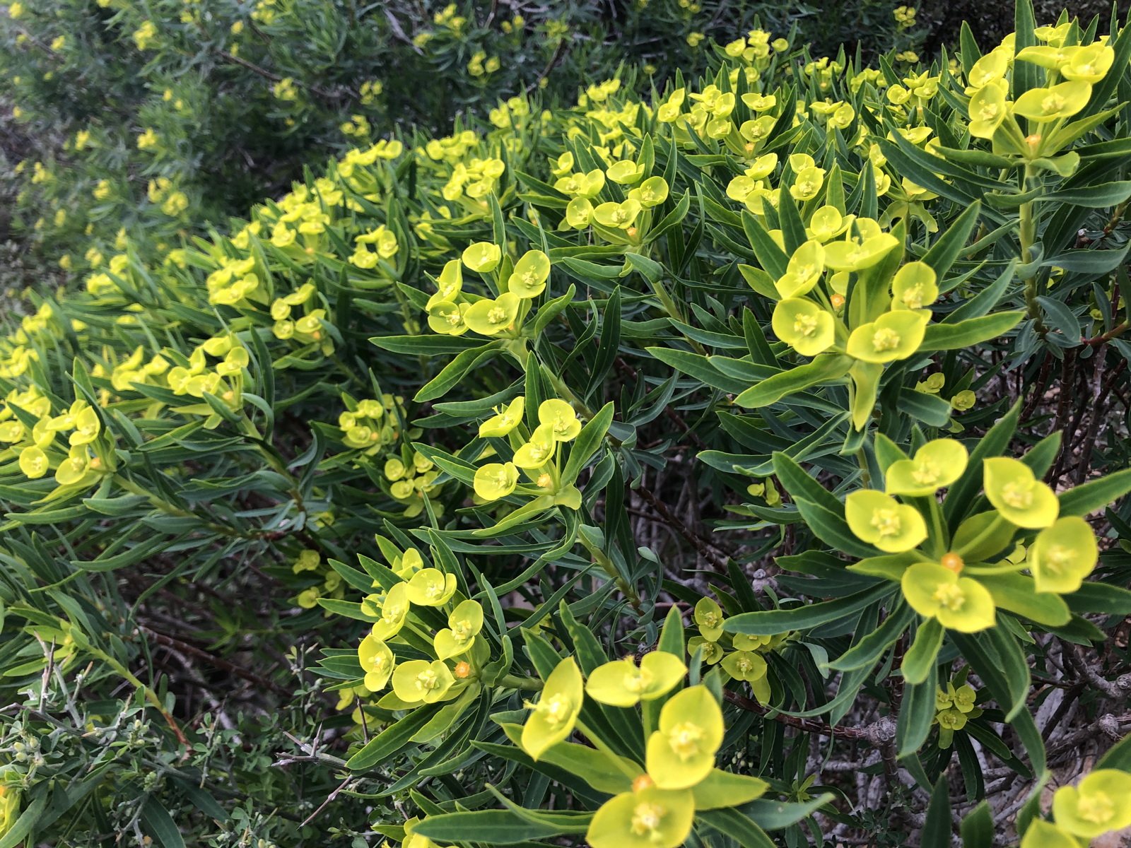 Euphorbia dendroides (Euphorbiaceae)