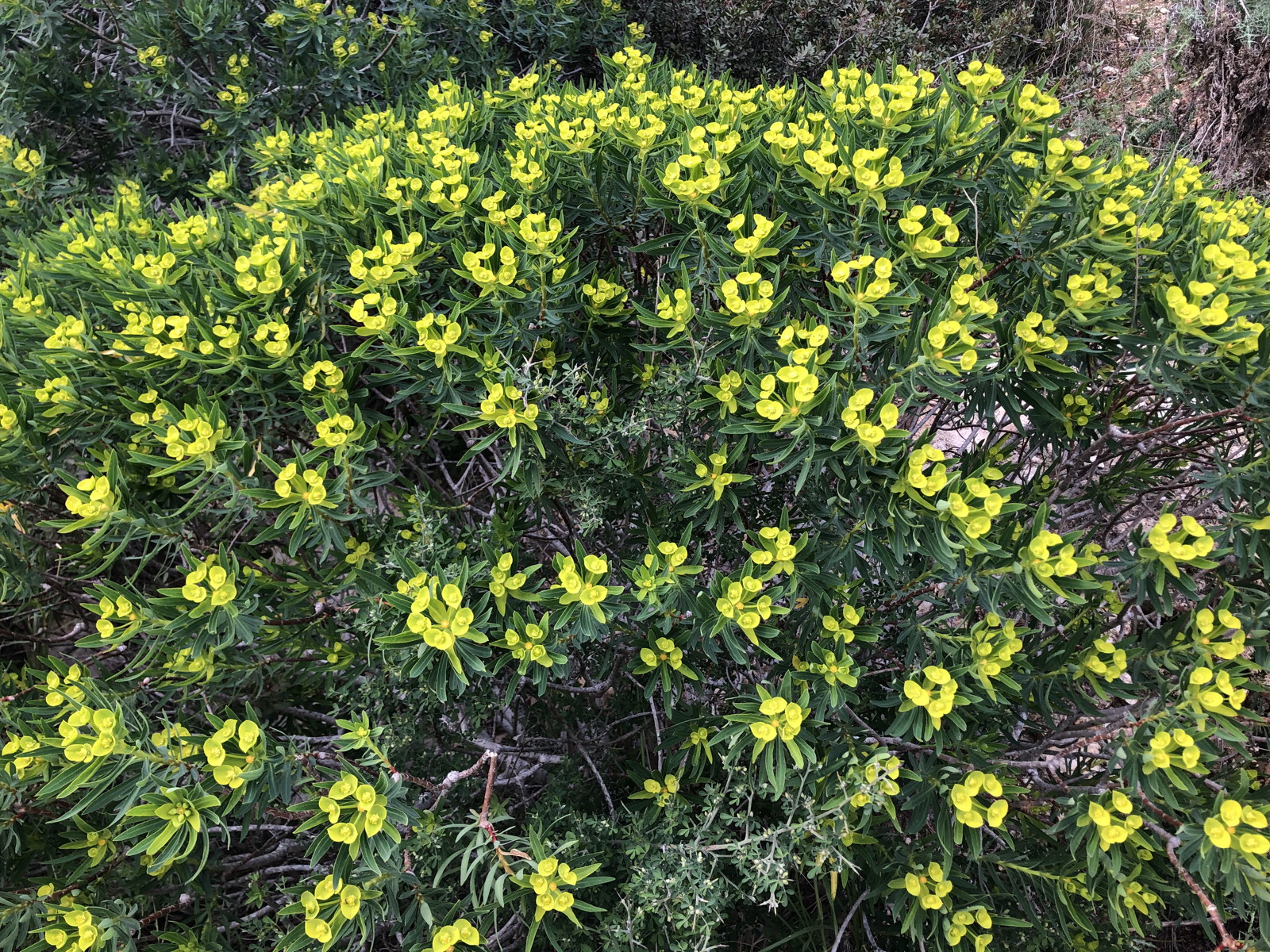 Euphorbia dendroides (Euphorbiaceae)