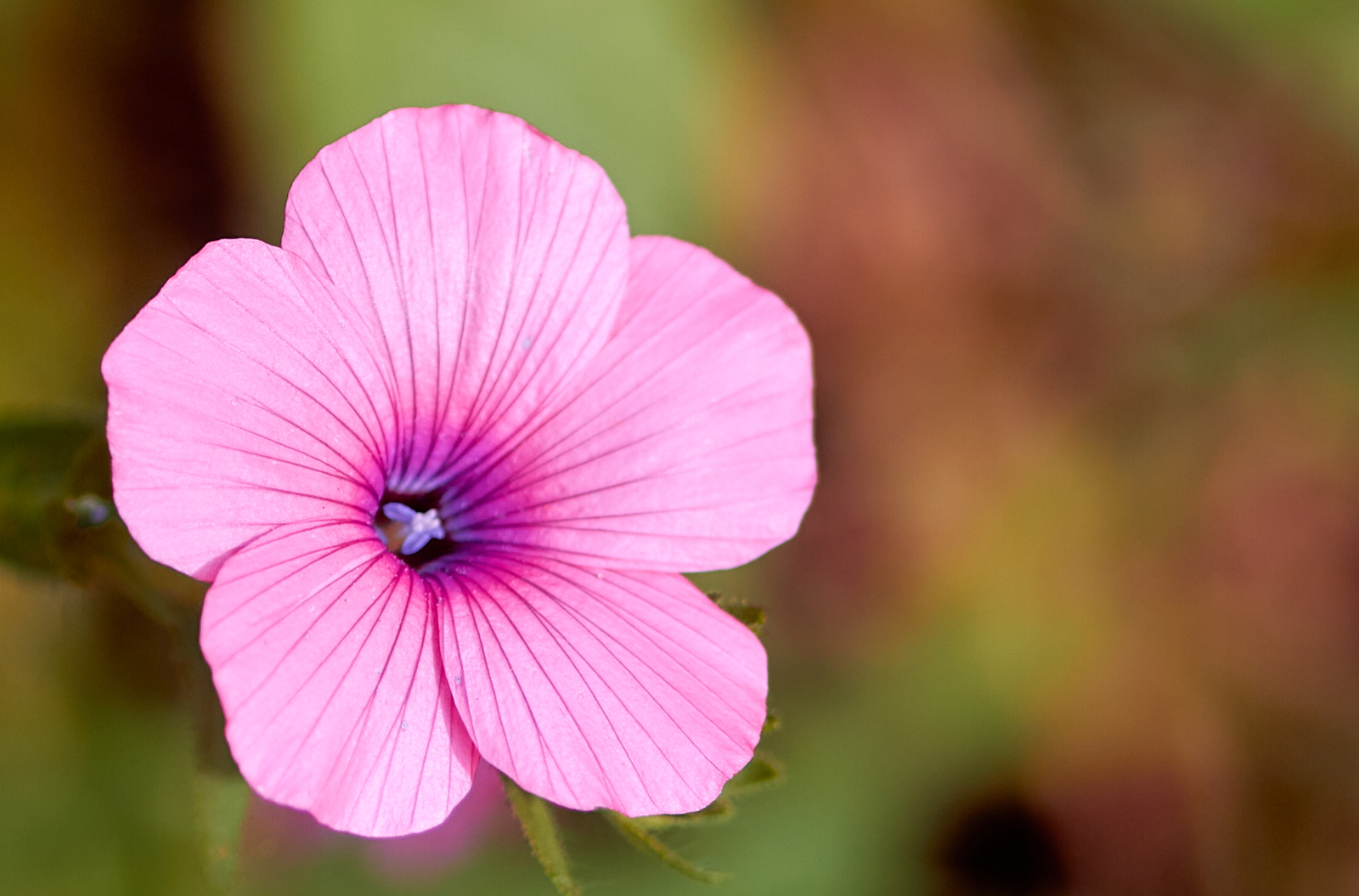 Linum pubescens (Linaceae)