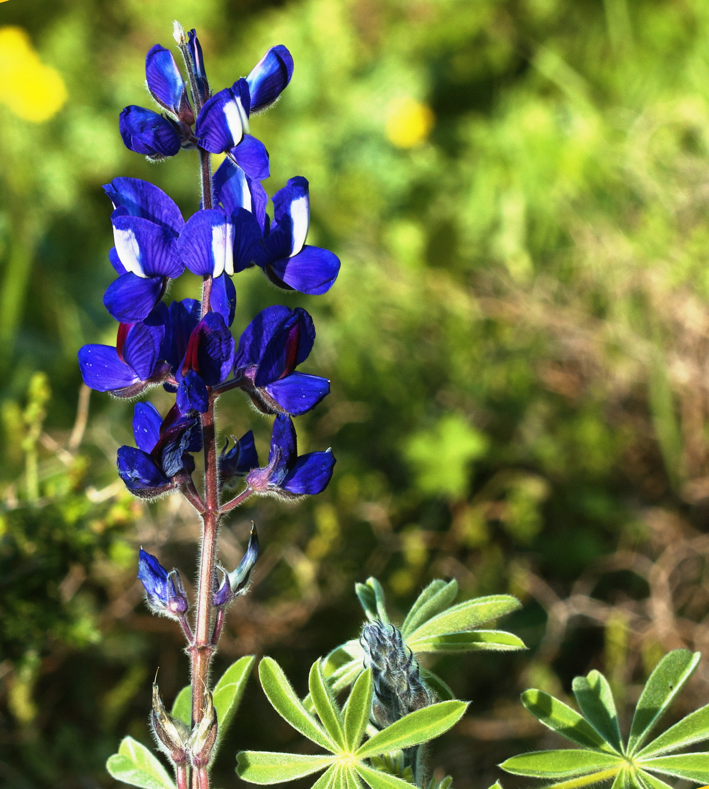 Lupinus pilosus (Fabaceae)