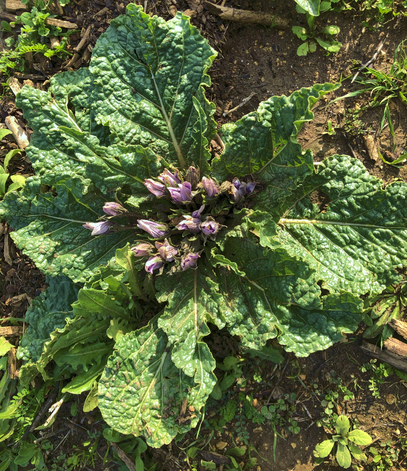 Mandragora autumnalis (Solanaceae)