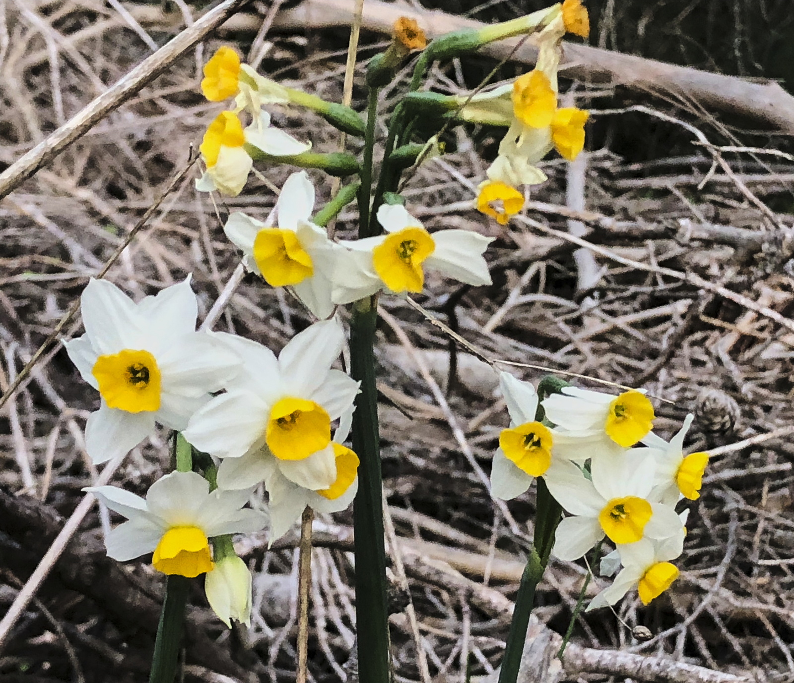 Narcissus tazetta (Amaryllidaceae)