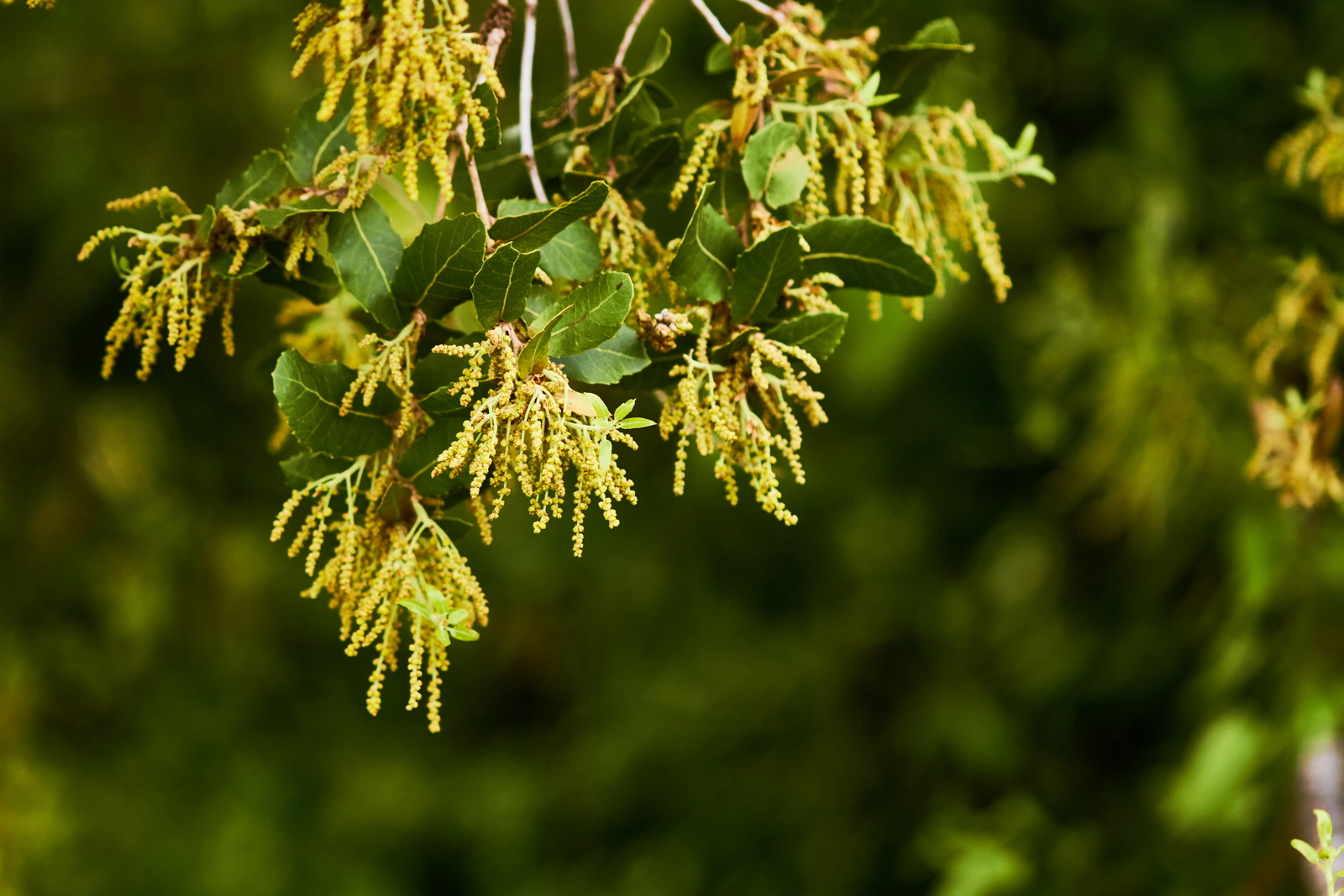 Catkins, male inflorescence of Quercus calliprinos or Palestine oak (Fagaceae)