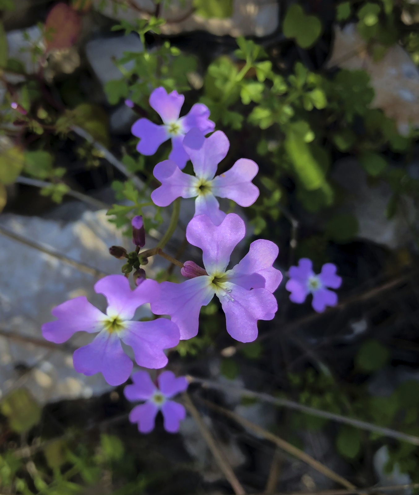 Ricotia lunaria (Brassicaceae)