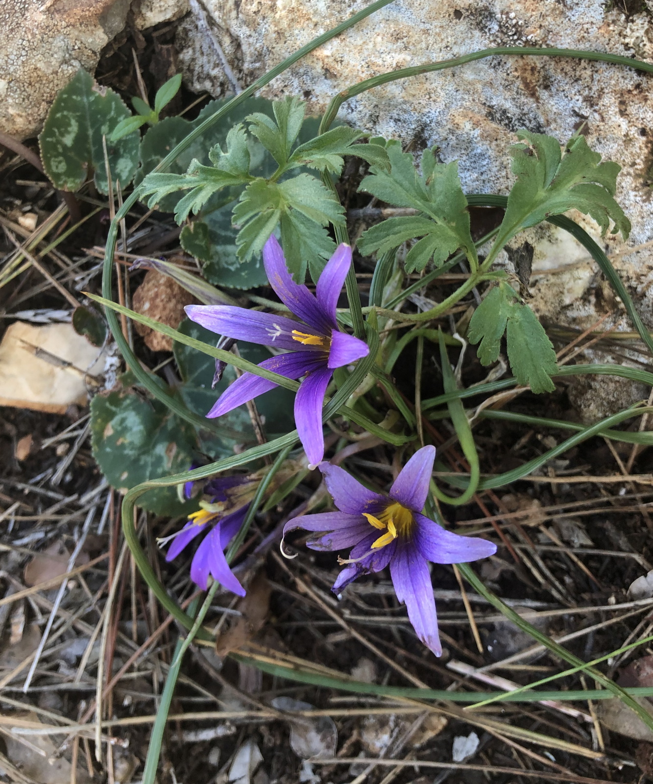 Romulea phoenicia (Iridaceae)